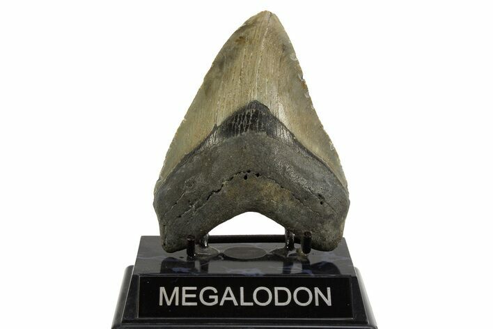 Fossil Megalodon Tooth - North Carolina #328245